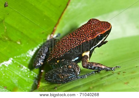Poison frog
