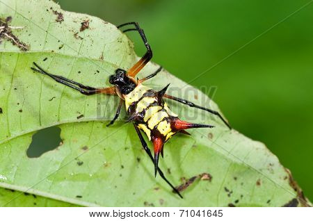 Spider