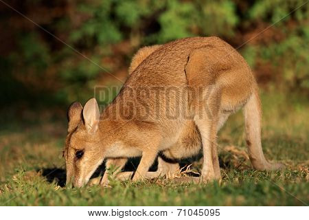 Female Agile Wallaby (Macropus agilis), Kakadu National Park, Northern territory, Australia 