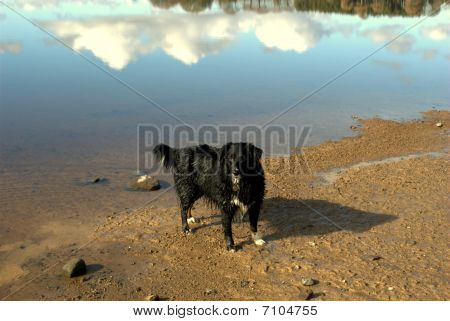 Collie Hund am Seeufer
