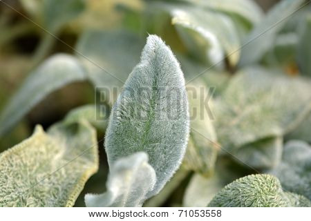 Green Leaf Background