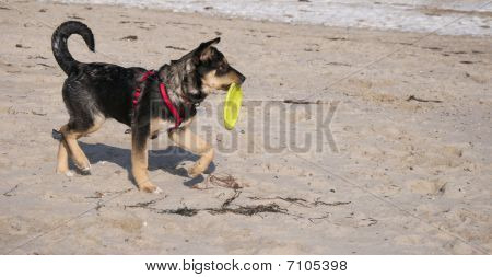 Hond met speelgoed
