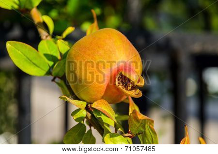 Ripening On A Branch Of Pomegranate