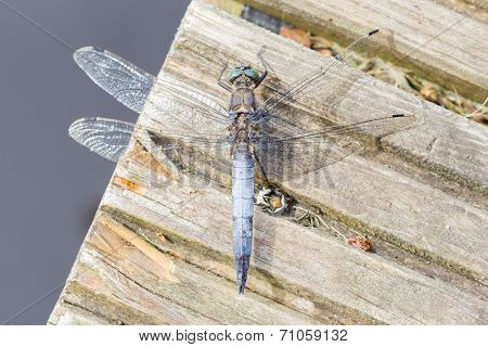 Blue Dragonfly Resting On Wood