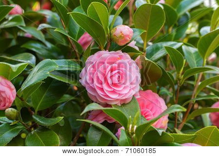 Pink Camellia sasanqua flower with green leaves