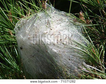 Butterfly nest
