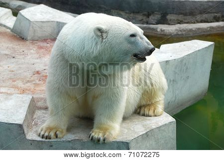 Polar bear