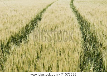Grainfield