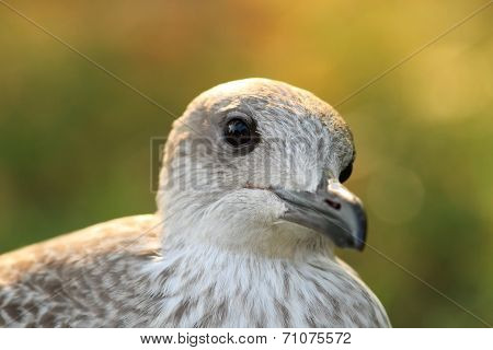 Portrait Of Herring Gull At Sunset