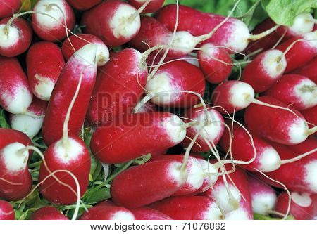 Radish