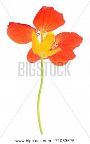 Beautiful Nasturtium