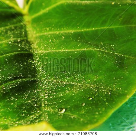 Big green leaf