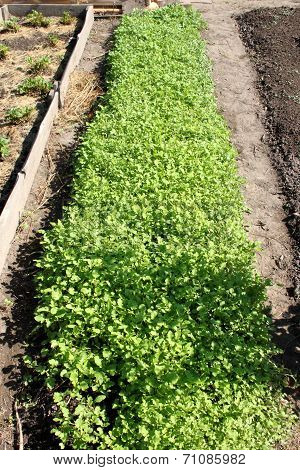 A garden-bed with mustard in a dacha garden