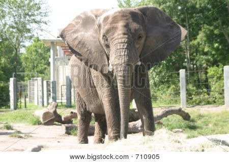 Elephant_0093
