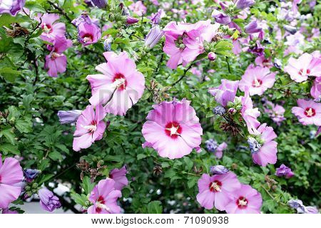 Hibicus Flowers