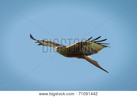 Red Kite In Flight