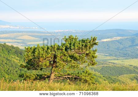 Pine Tree On The Black Sea Coast