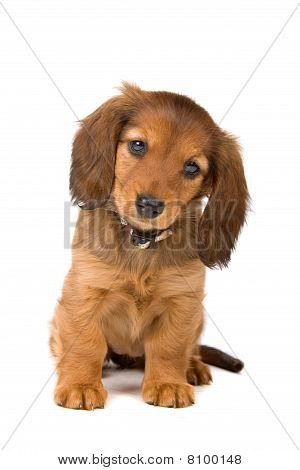 Gravhund hvalp
