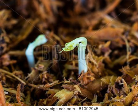Newly born seedling of green momordica on fertile soil
** Note: Shallow depth of field