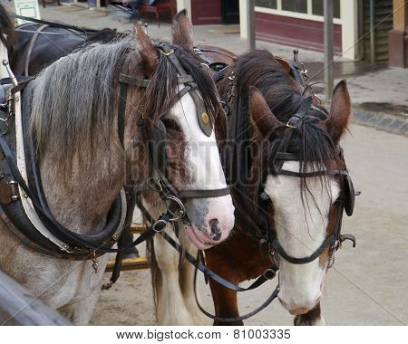 Horses of a carriage and pair