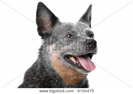 Cão de gado australiano (kelpie)