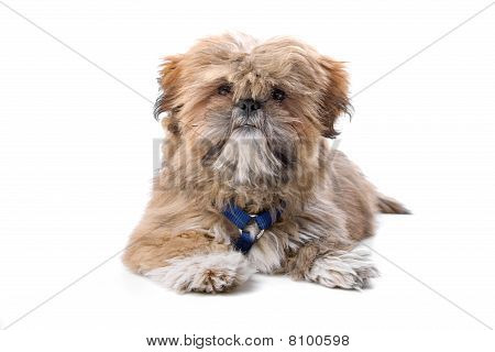 Malta puppy (maltezer)