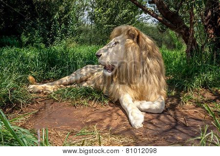 White Lion Looking Left