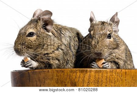 Two Degu Rodents
