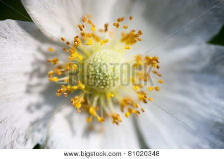 Close Up Of The Apple Tree Flower