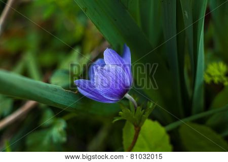 Blue flower.
