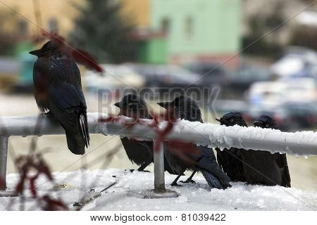Funny Crows
