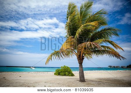 Palm Tree In Harbor