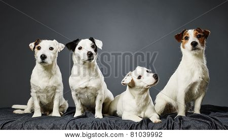 Jack Russell Terrier Family Portrait