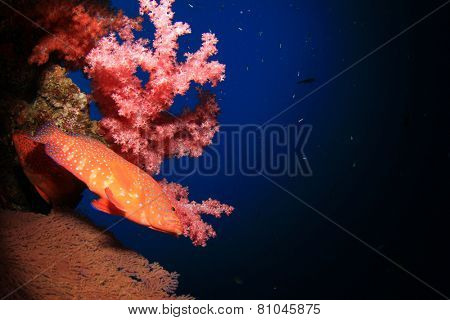 Coral Grouper fish