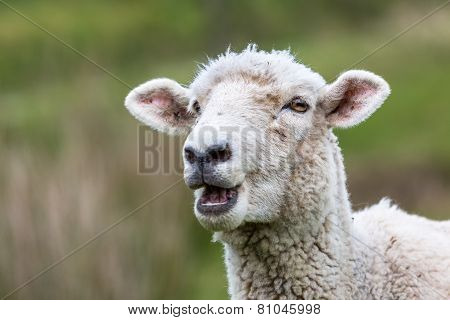 New Zealand Sheep