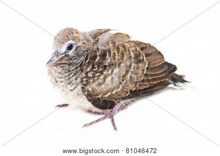 Zebra Dove Baby Bird.