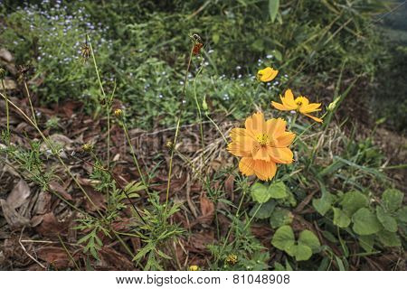 Yellow Flower At The Wayside