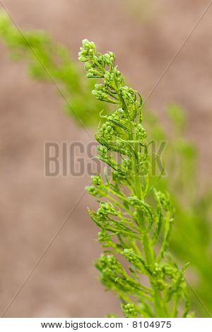 Klynger af lange, un-mowed græs, viftede i vinden.  , tæt op