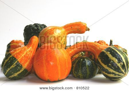 melony, rosliny basztanowe upadku