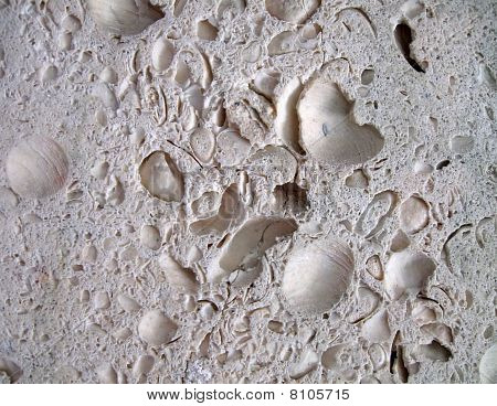 Shell Rock kamenné Closeup textura, Stinkstone Reef