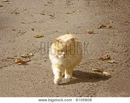 City cat