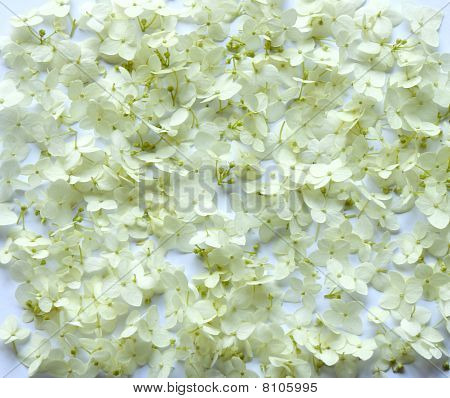 Piccoli fiori bianchi (sfondo, close-up)