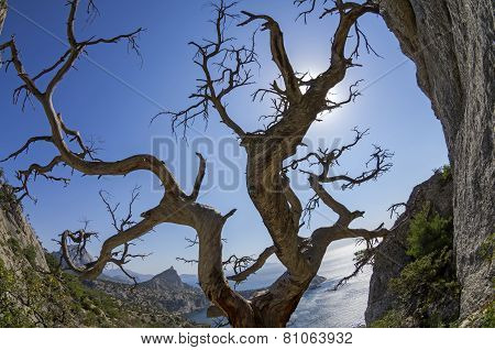 Dried Relict Pine On The Seashore. Crimea.