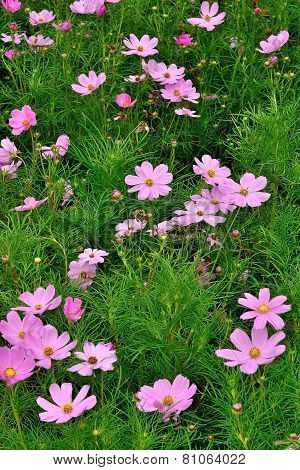 pink cosmos flower