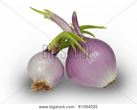 Peel the shallots The young shoots