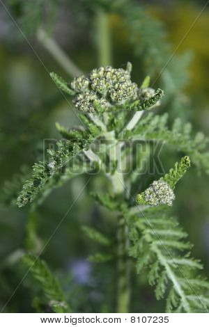 Green plant