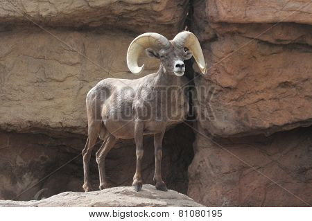 Bighorn Sheep (ovis Canadensis)