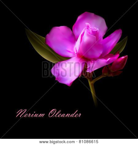 vector illustration of isolated nerium oleander pink flower