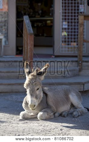 Baby Burro Resting On Street