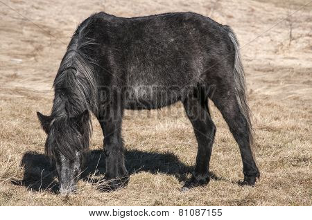 Hinny on winter meadow